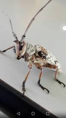 Lochmaeocles cretatus