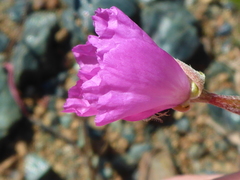 Clarkia gracilis gracilis