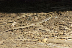 Elgaria coerulea palmeri