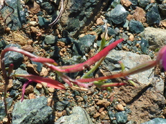 Clarkia gracilis gracilis