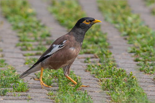 Acridotheres tristis