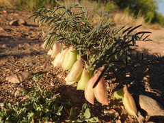 Astragalus allochrous