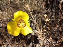 Calochortus concolor