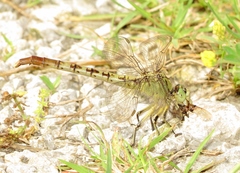 Arigomphus submedianus