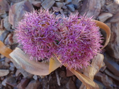 Allium platycaule