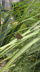 Callophrys xami xami