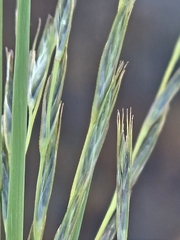 Fescue (Festuca fusca)