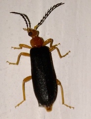 Neopyrochroa flabellata