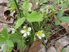 Fragaria virginiana