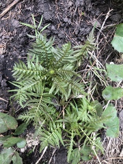 Pedicularis bracteosa