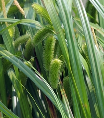 Carex comosa