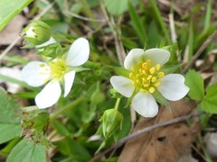 Fragaria virginiana