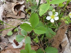 Fragaria virginiana