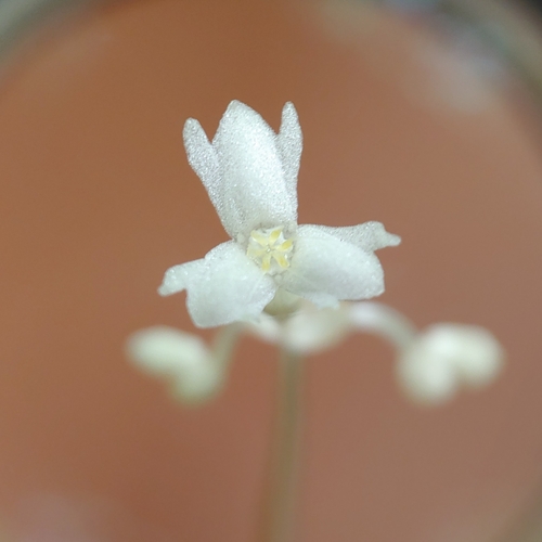 Mountain yellowseed (Gymnosiphon sphaerocarpus)