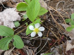 Fragaria virginiana