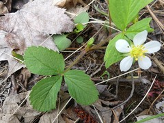 Fragaria virginiana