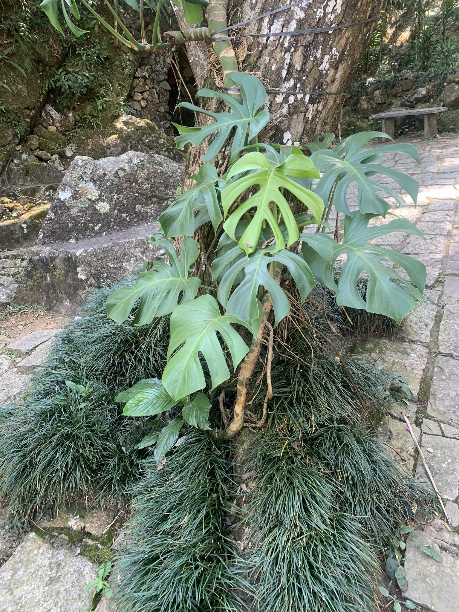 Monstera deliciosa