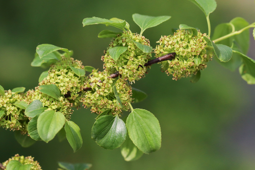 Dygioji šunobelė nuotrauka