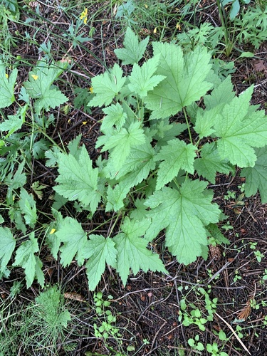 ríbezľa červená (Ribes rubrum)