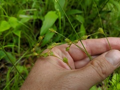 Carex tenera