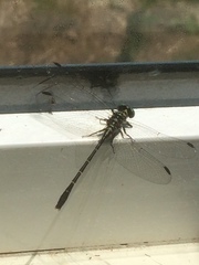 Stylogomphus albistylus