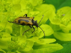 Brachyta interrogationis