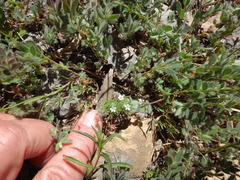 Navarretia intertexta