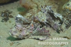 Aploactisoma milesii