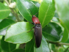 Ampedus rubricollis