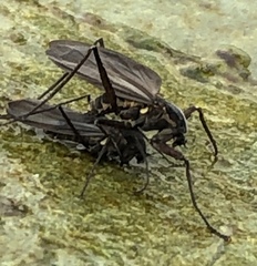 Telmatogeton alaskensis