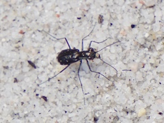 Cicindela abdominalis