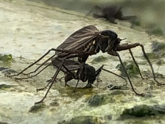 Telmatogeton alaskensis