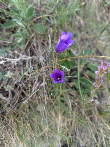Image of Campanula alpestris by (c) Denis Bastianelli, some rights reserved (CC BY)