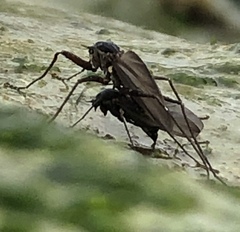 Telmatogeton alaskensis