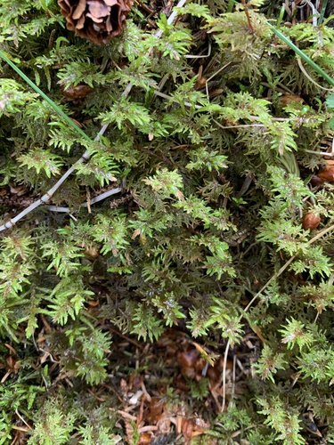 rakytníček lesklý (Hylocomium splendens)