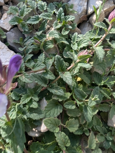 Image of Alpine Skullcap (Scutellaria alpina) by (c) Denis Bastianelli, some rights reserved (CC BY)