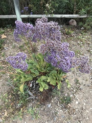 Limonium perezii