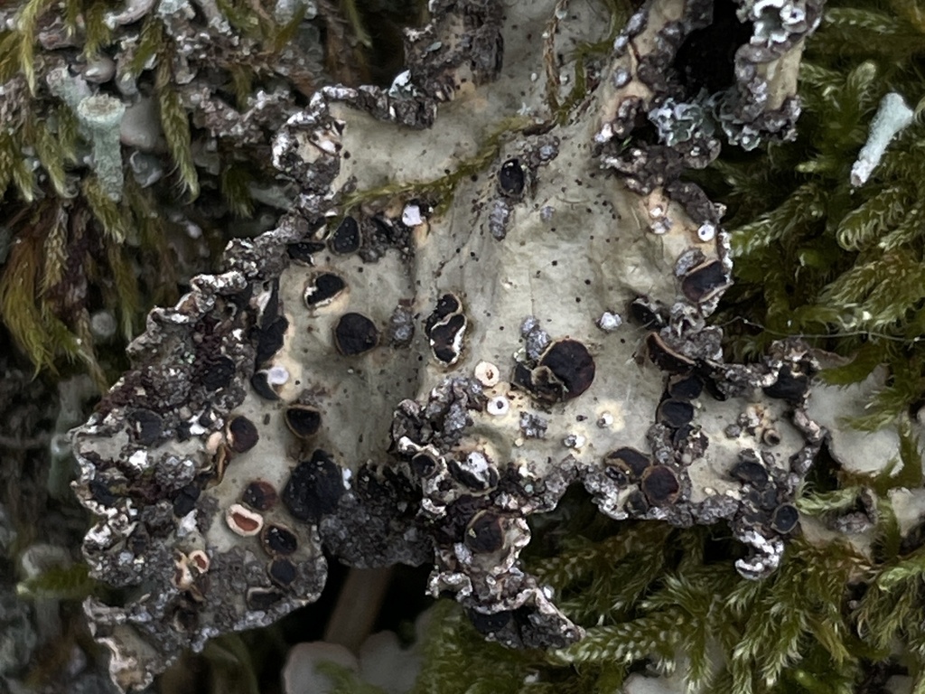 Plectocarpon scrobiculatae