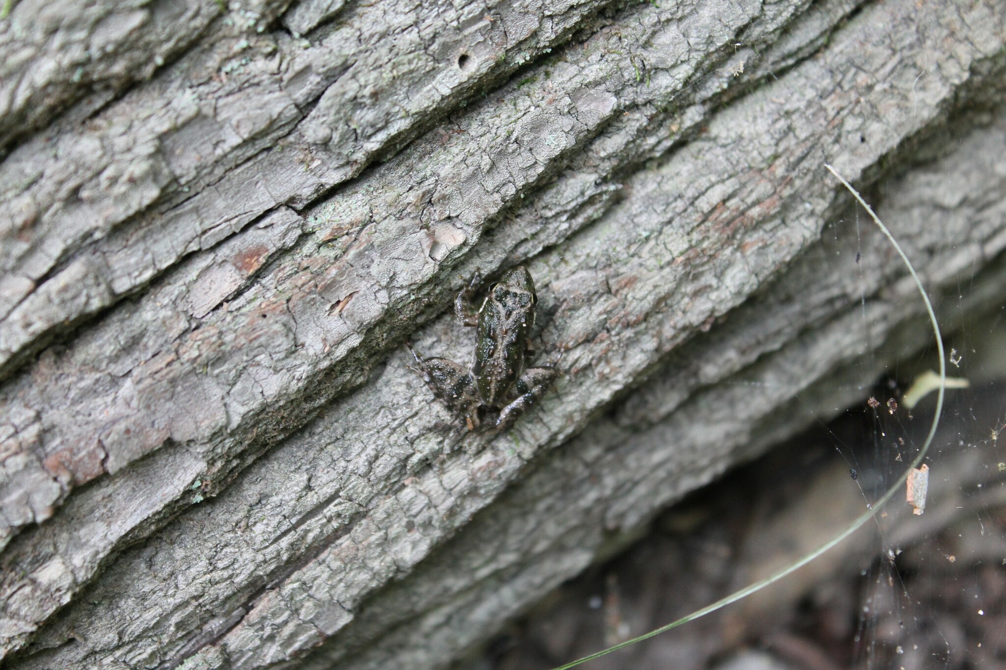 eastern cricket frog, northern cricket frog, rana-grillo norteño
