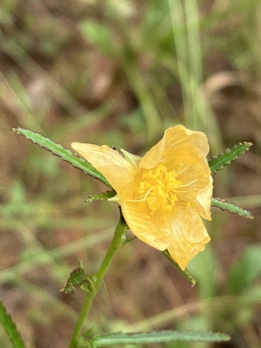 Sida elliottii var. elliottii
