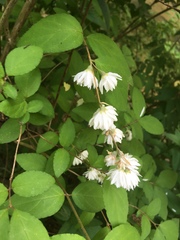 Deutzia