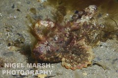 Aploactisoma milesii