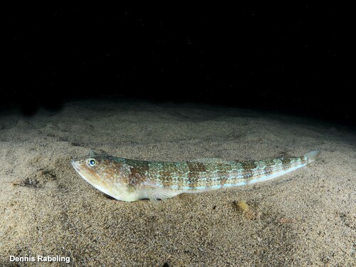 Atlantic Lizardfish