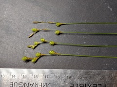 Carex tenera