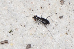 Cicindela abdominalis