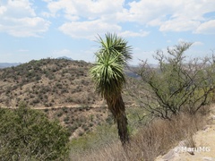 Yucca potosina