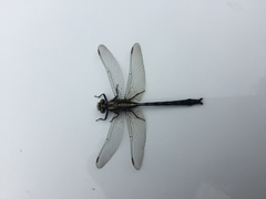 Phanogomphus descriptus