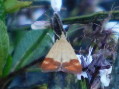 Pyrausta semirubralis