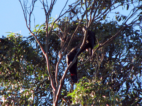 Calyptorhynchus lathami