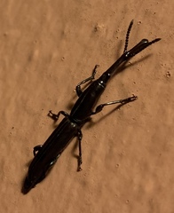 Paratrachelizus uncimanus